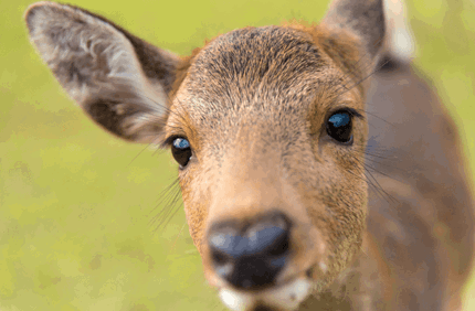 Do Deer Eat Leyland Cypress