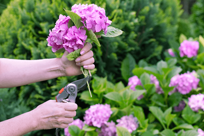 Hydrangea Pruning