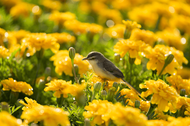 Marigold Trees For Birds