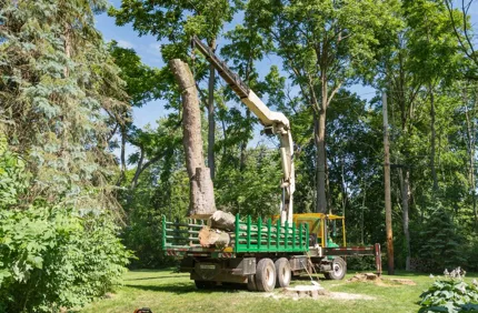Best Time To Remove A Tree Davey Truck Davey Tree