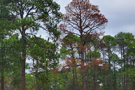 Pine Beetle Damage