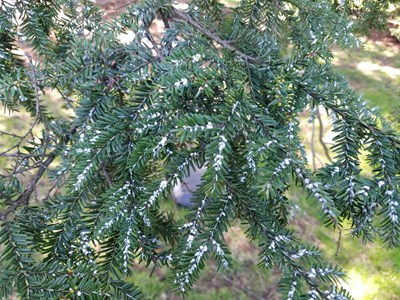 Hemlock Woolly Adelgid Close Up Davey Tree