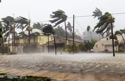 What To Do About Palm Tree Hurricane Damage Davey Tree