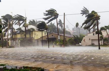 What To Do About Palm Tree Hurricane Damage Davey Tree