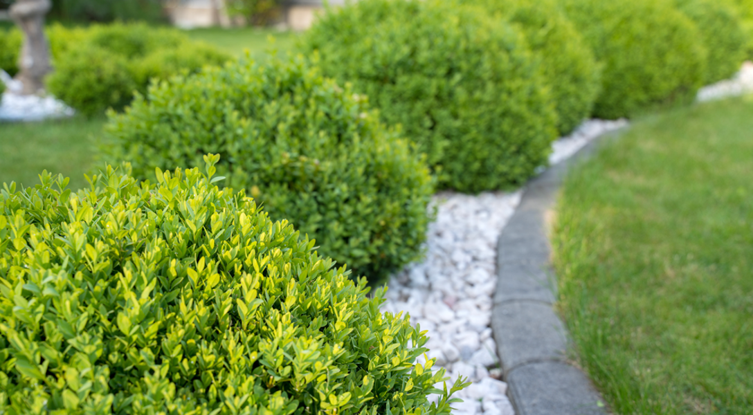 Can I Trim Bushes in September?