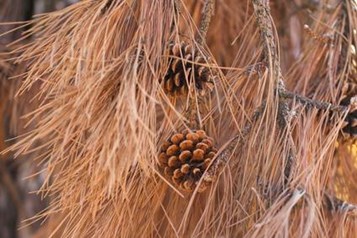 How To Tell If Your Pine Trees Are Dead Or Dormant Davey Tree