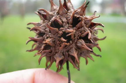 How To Identify A Sweetgum Tree
