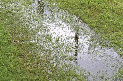 Plants For Drainage