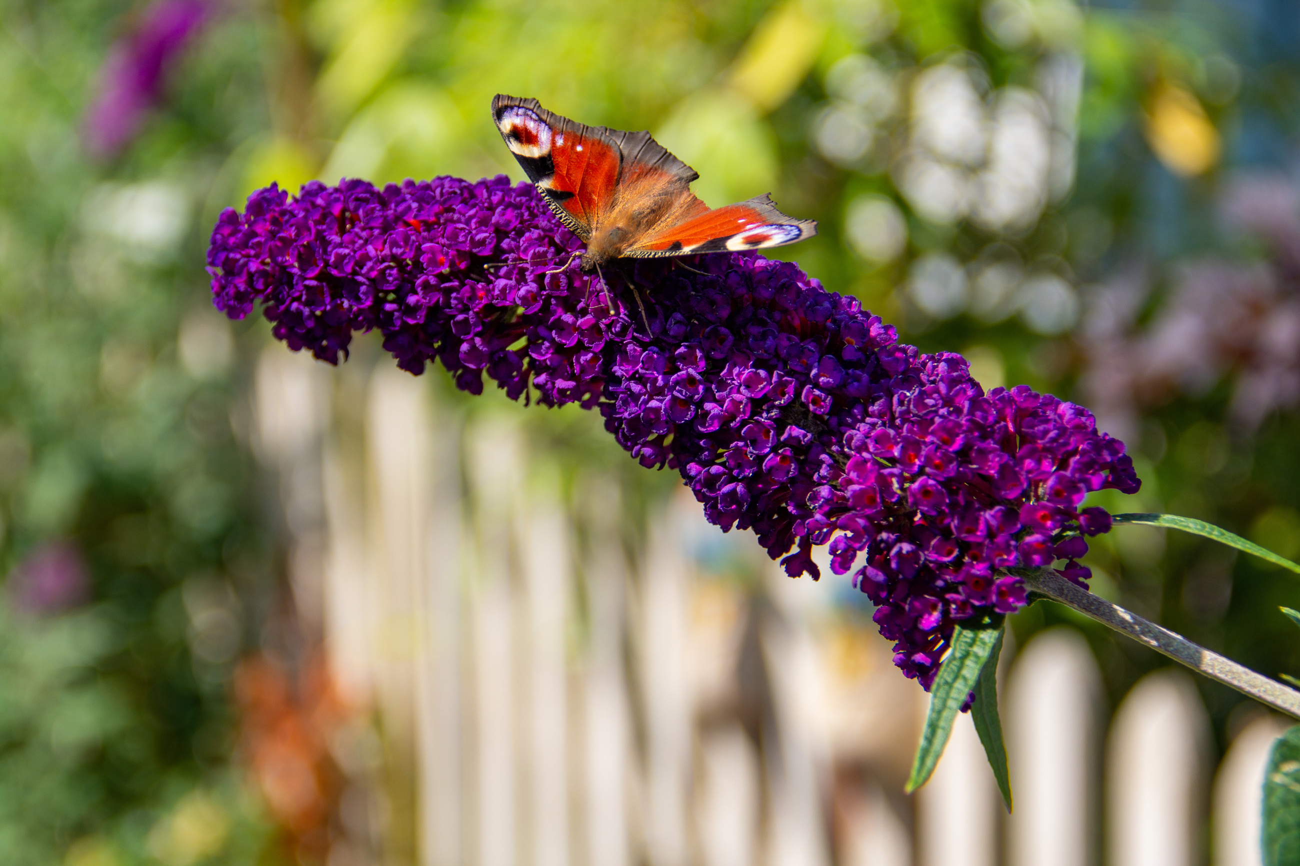 Butterfly Bush