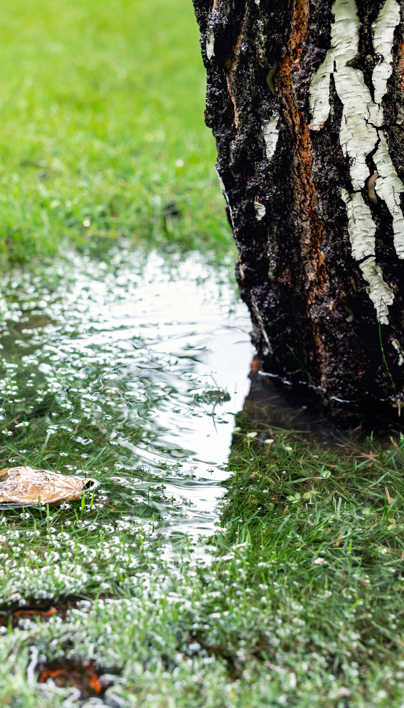 Can You Save Waterlogged Trees Or Shrubs | Davey Tree