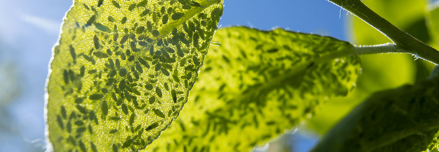 What's Killing My Hackberry Tree Wooly Hackberry Aphids Davey Tree