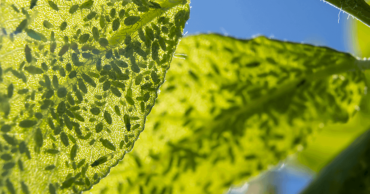 Hackberry Tree Insect Signs What's Killing My Hackberry Tree: Wooly Hackberry Aphids | Davey Tree