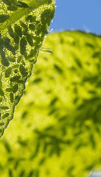 What's Killing My Hackberry Tree: Wooly Hackberry Aphids | Davey Tree