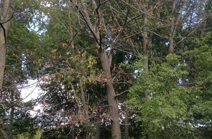 How To Tell If A Tree Is Dying 2
