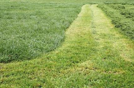 Mowed Grass