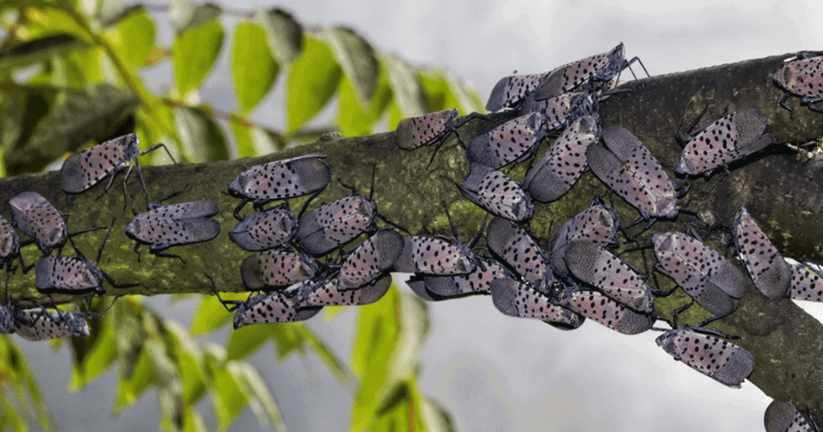Spotted Lanternfly Predators in the U.S. | Davey Tree
