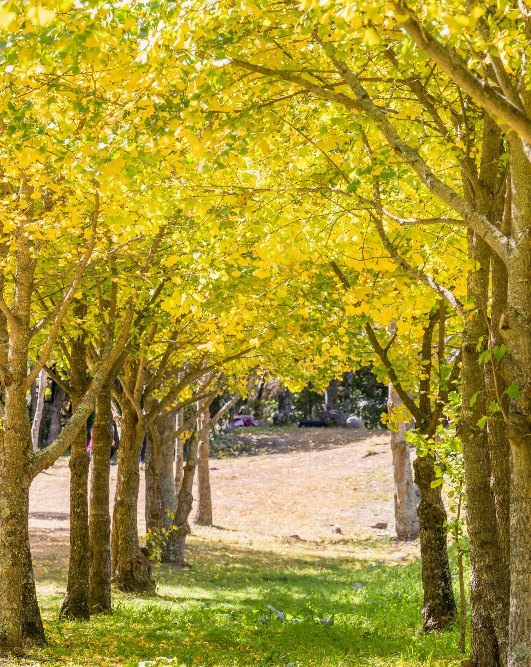 1514806814 Ginkgo Biloba Princeton