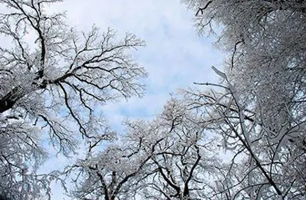 Seasonal Winter Trees Snow2