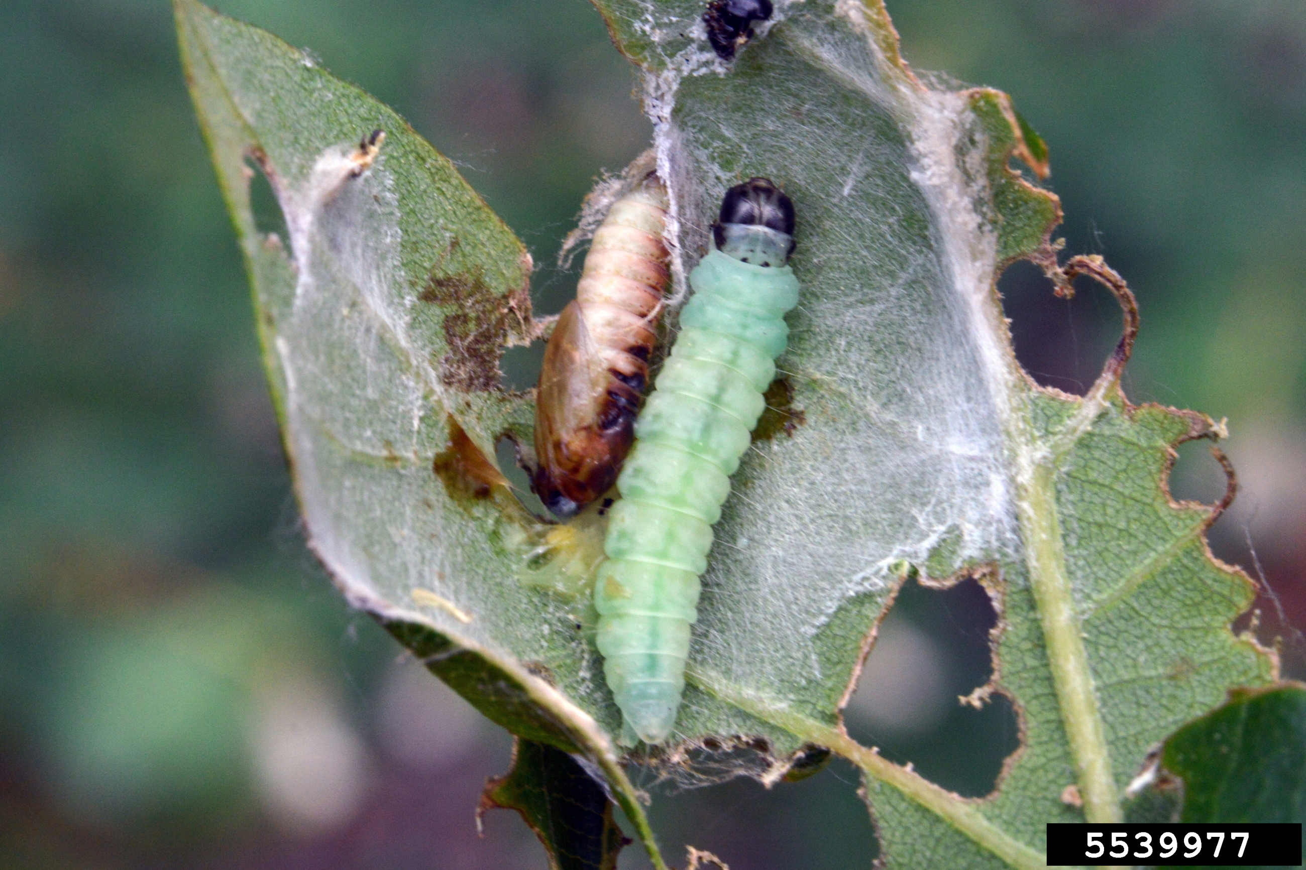 How to Get Rid of Oak Tree Caterpillars Davey Blog Davey Tree