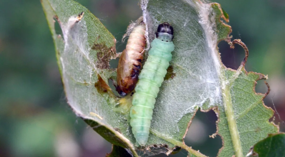 How to Get Rid of Oak Tree Caterpillars | Davey Blog | Davey Tree