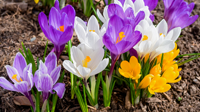 Crocus Bulbs To Plant In Fall