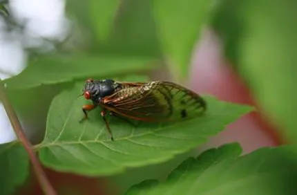 Cicada On Tree Leaf