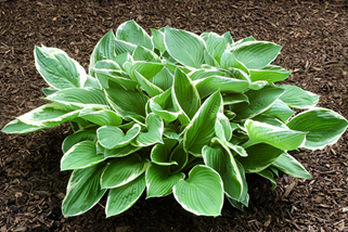 Hosta Plant 1