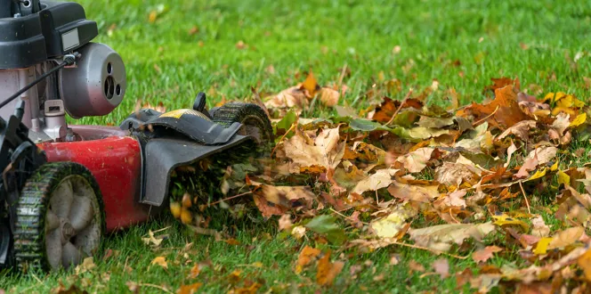 Mowing Over Leaves