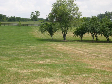 Fall Armyworm Damage