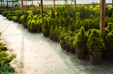 Hardy Trees