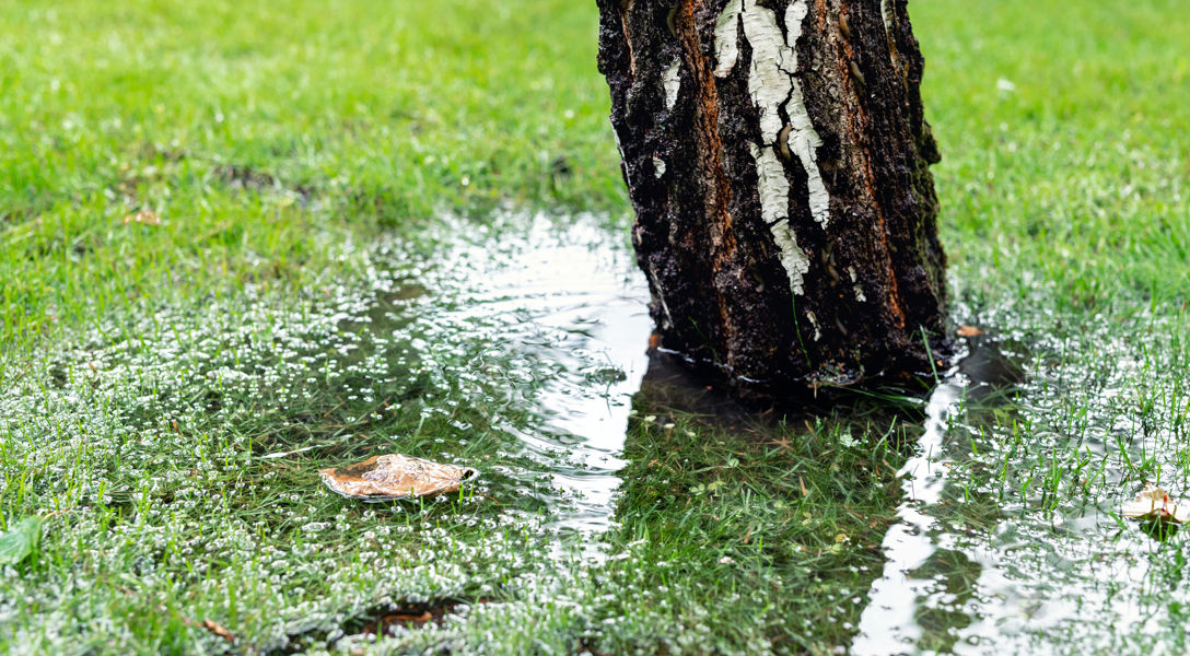 Flood Infected Tree Can You Save Waterlogged Trees Or Shrubs | Davey Tree