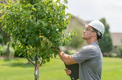 Spring Tree Inspection