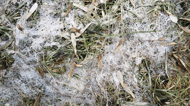 Pest And Disease Center Gray Snow Mold Sideimage2 608X341