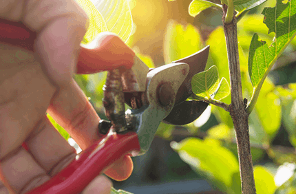 Pruning Young Tree