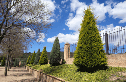 How Fast Do Leyland Cypress Grow