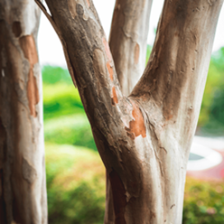 What Does Crepe Myrtle Bark Look Like