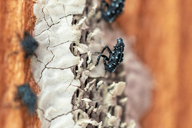 What Kills Spotted Lanternflies
