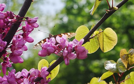 Eastern Redbud Tree Varieties
