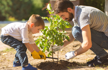 Tree Planting Tips