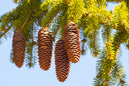 Spruce Tree Cones