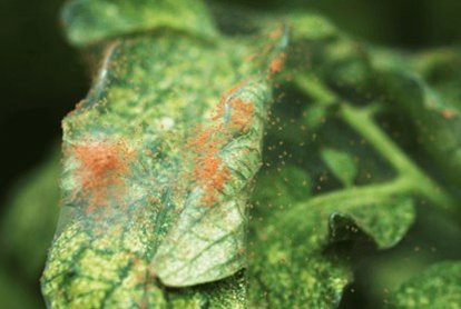 Spider Mites On Plants