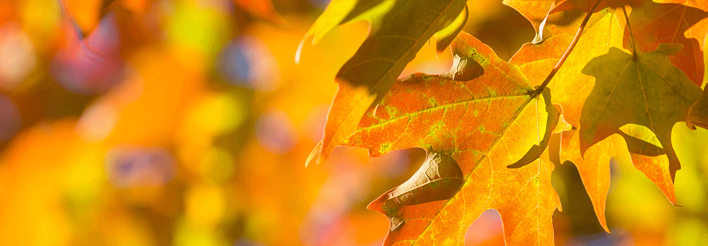 Is My Tree Dying or Dead? Davey Blog Davey Tree