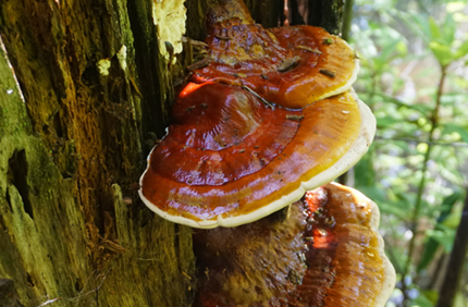 What Causes Ganoderma Root Rot