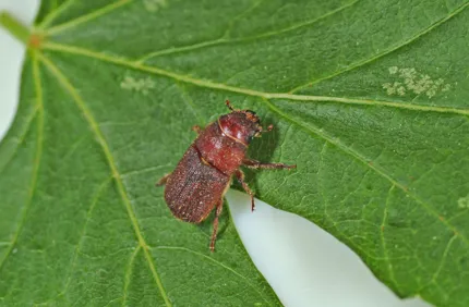 2102020 LGPT Red Turpentine Beetle1