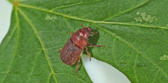 2102020 LGPT Red Turpentine Beetle1