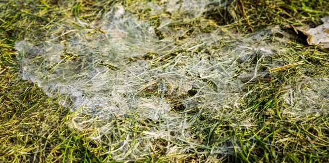 Snow Mold