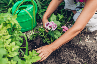 Hydrangea Planting
