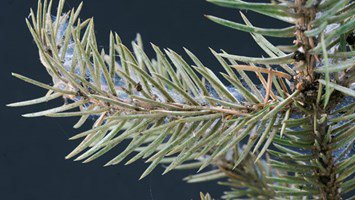 Spider Mite 600X338