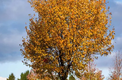 Maple Tree In Fall