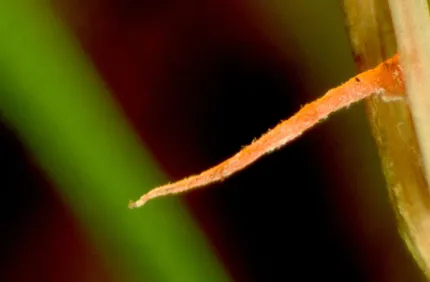 Pest And Disease Red Thread And Pink Patch Banner 1440X500